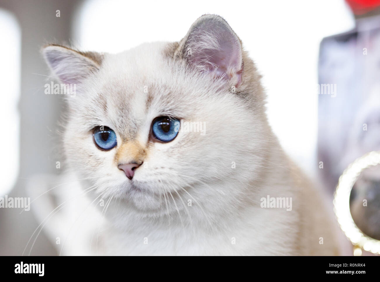 Portrait of a British Cat white color with blue eyes. Stock Photo