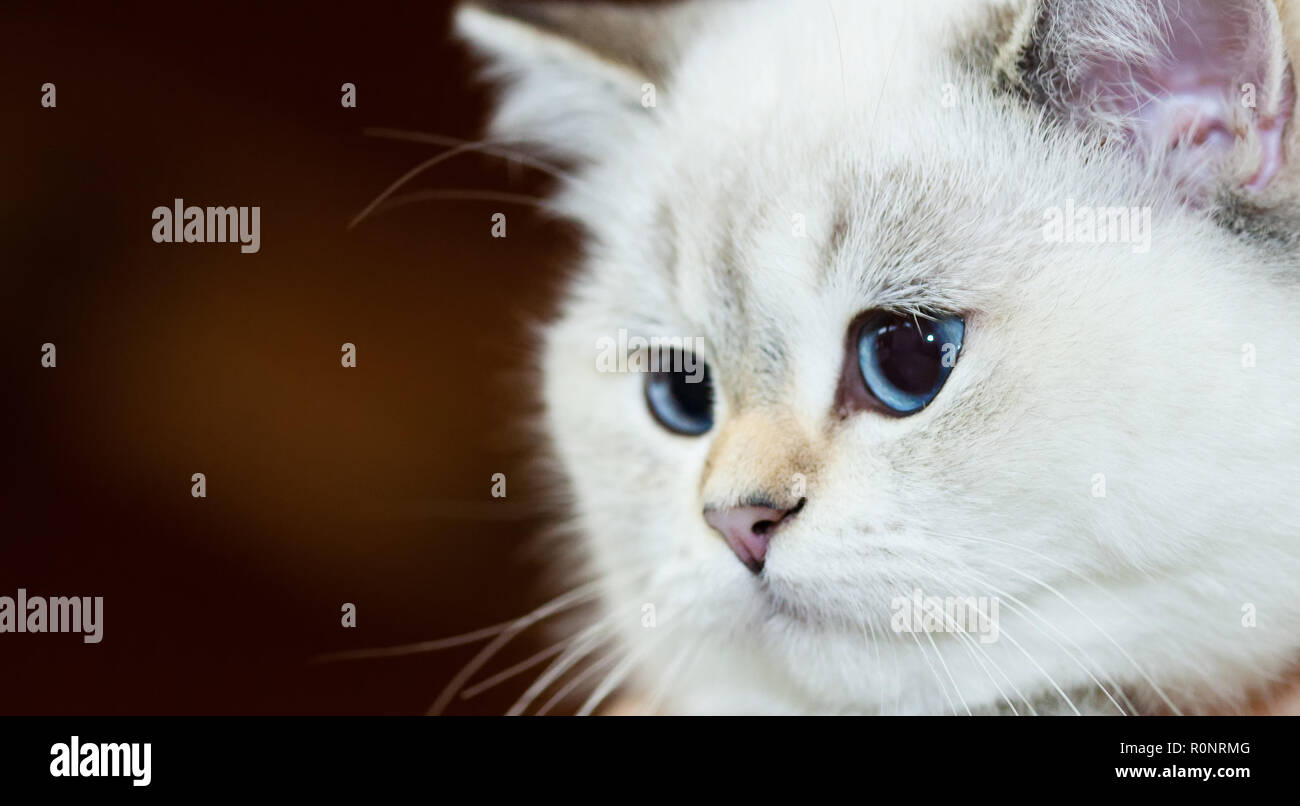Cat Blue Eyes Stock Photos Cat Blue Eyes Stock Images Alamy