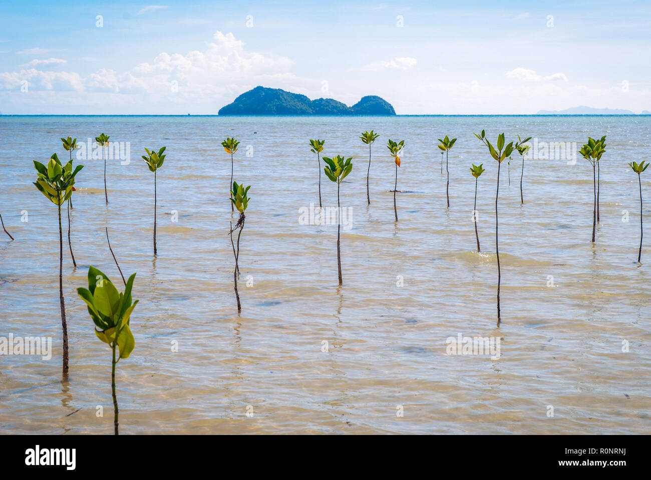 Mangrove plants growing at the coast in low tide, Koh Phangan, Thailand Stock Photo