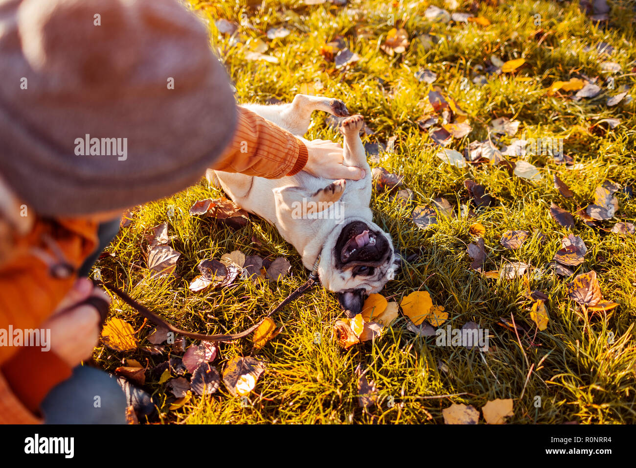 Master playing with pug dog in autumn park. Happy puppy lying on grass by man's legs. Dog having fun Stock Photo