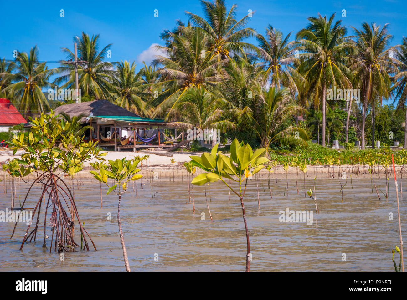 Mangrove plants growing at the coast in low tide, Koh Phangan, Thailand Stock Photo