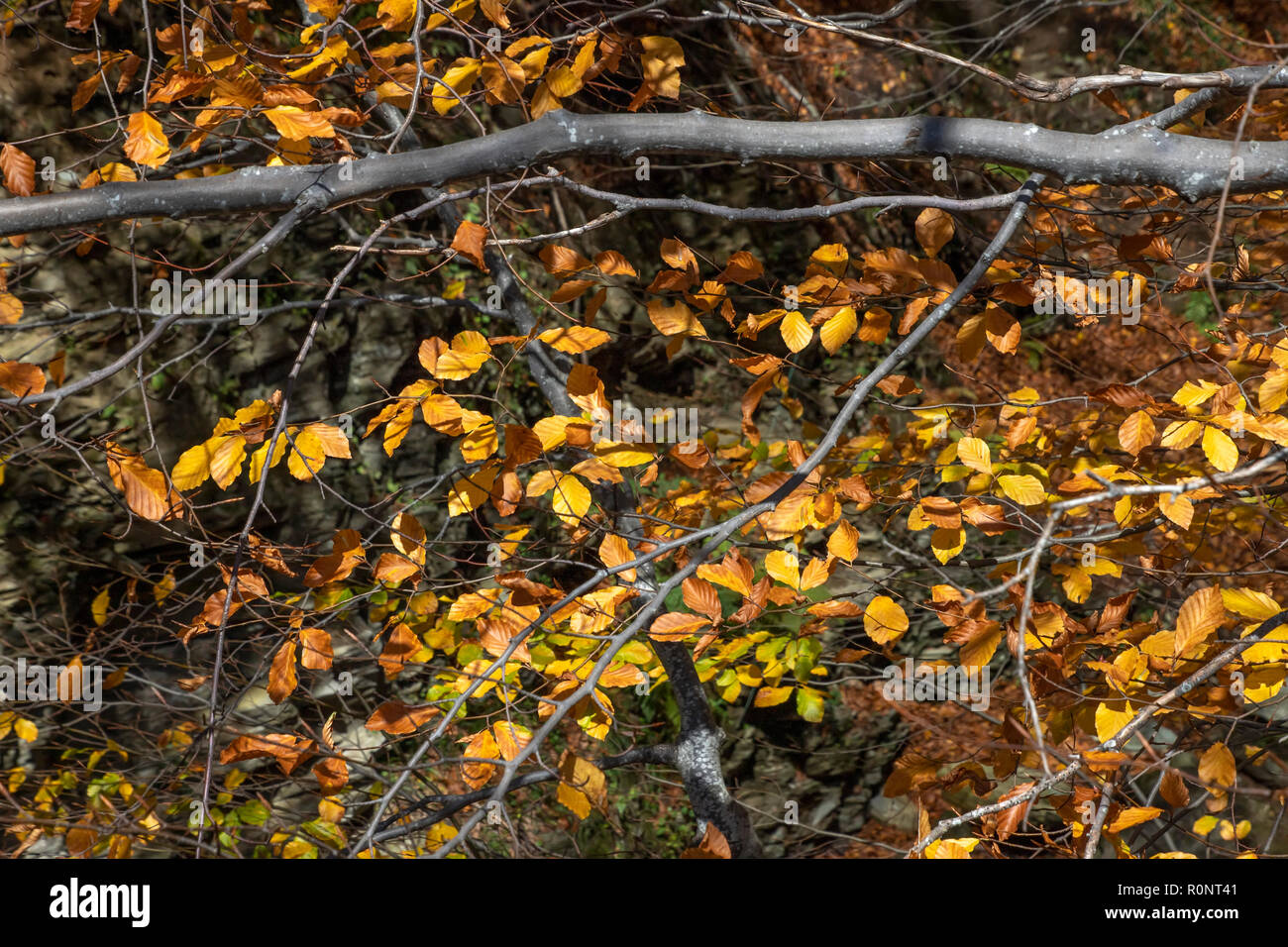 Branches of trees with golden autumn leaves. Greece Stock Photo - Alamy