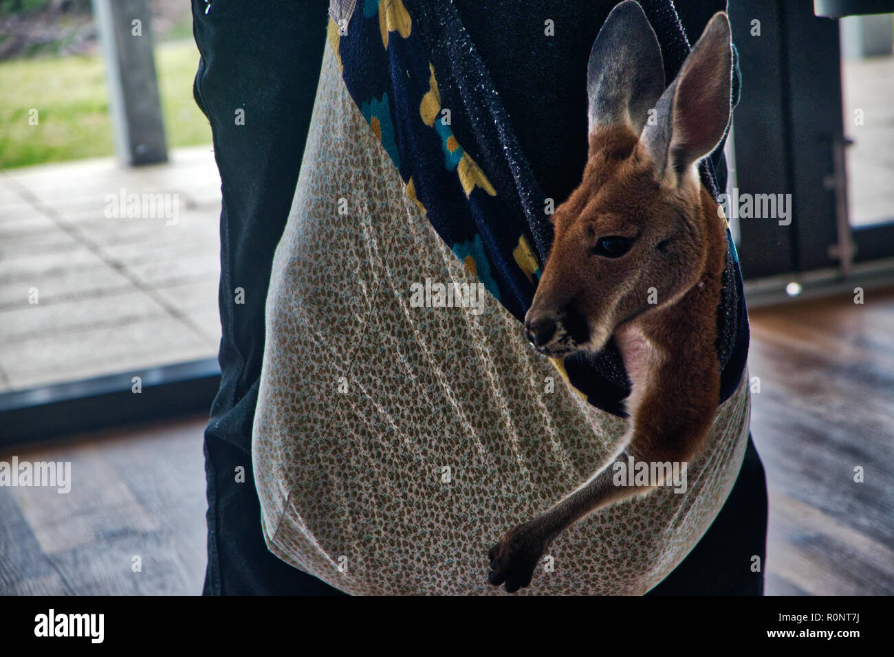 Injured Joey with expressive face - 3 of 8 Stock Photo