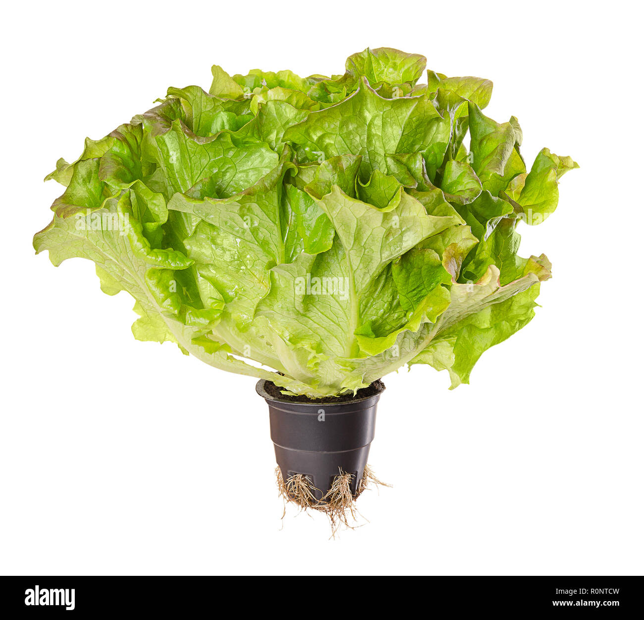 Batavia Red, living salad over white. Young summer crisp lettuce in plastic pot with roots. Reddish green loose leaf lettuce head with crinkled leafs. Stock Photo