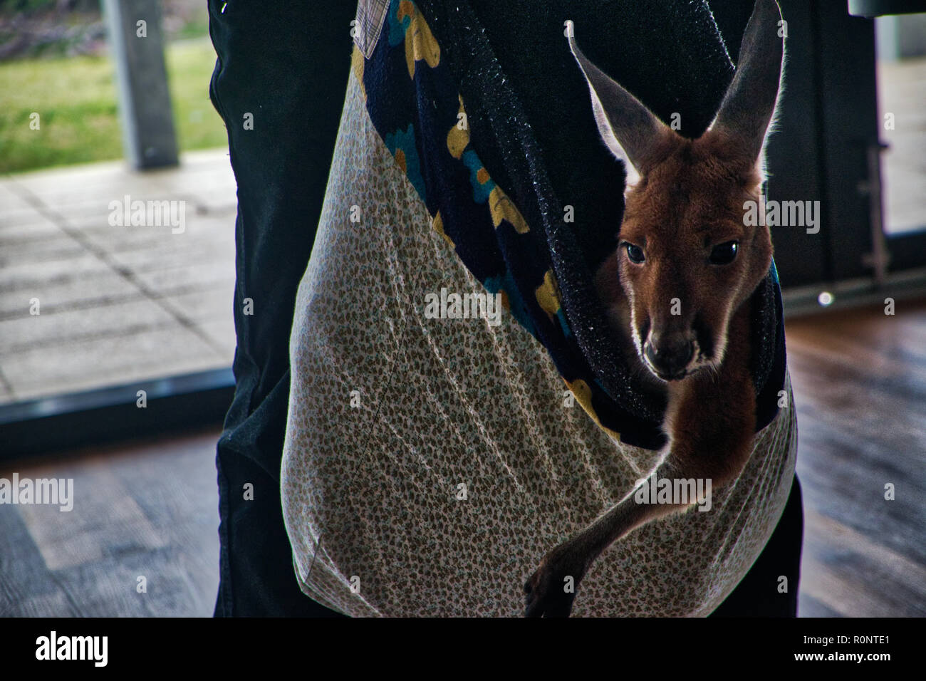 Injured Joey with expressive face - 4 of 8 Stock Photo