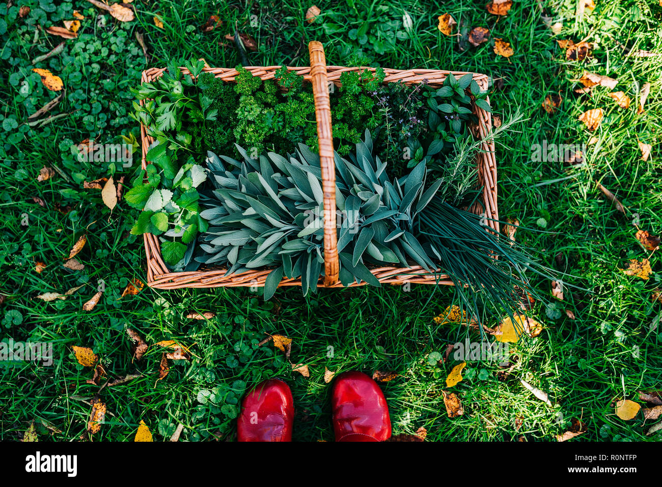 Woman's feet next to a basket filled with freshly picked herbs Stock Photo
