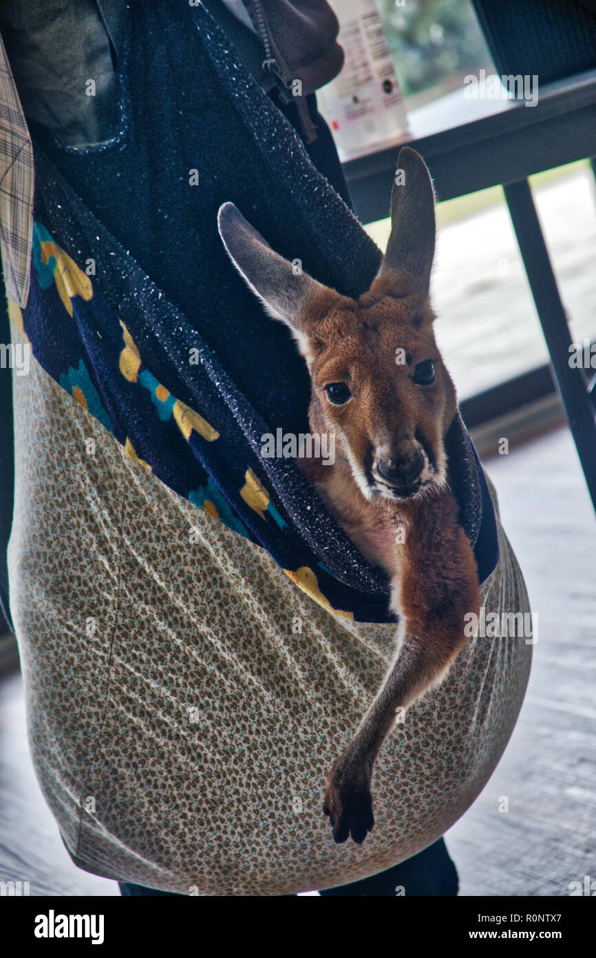 Injured Joey with expressive face - 5 of 8 Stock Photo