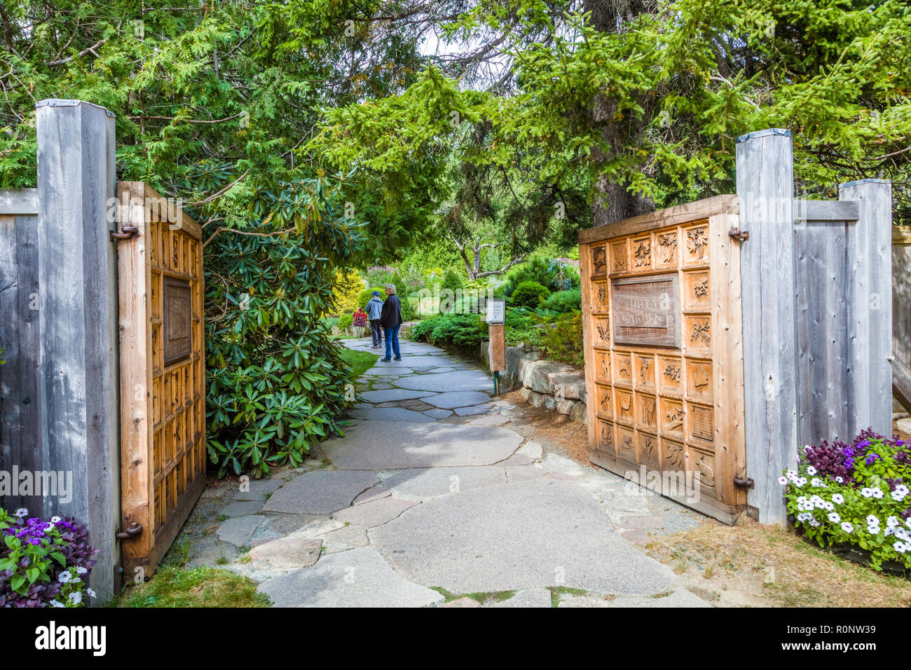 Thuya hi-res stock photography and images - Alamy