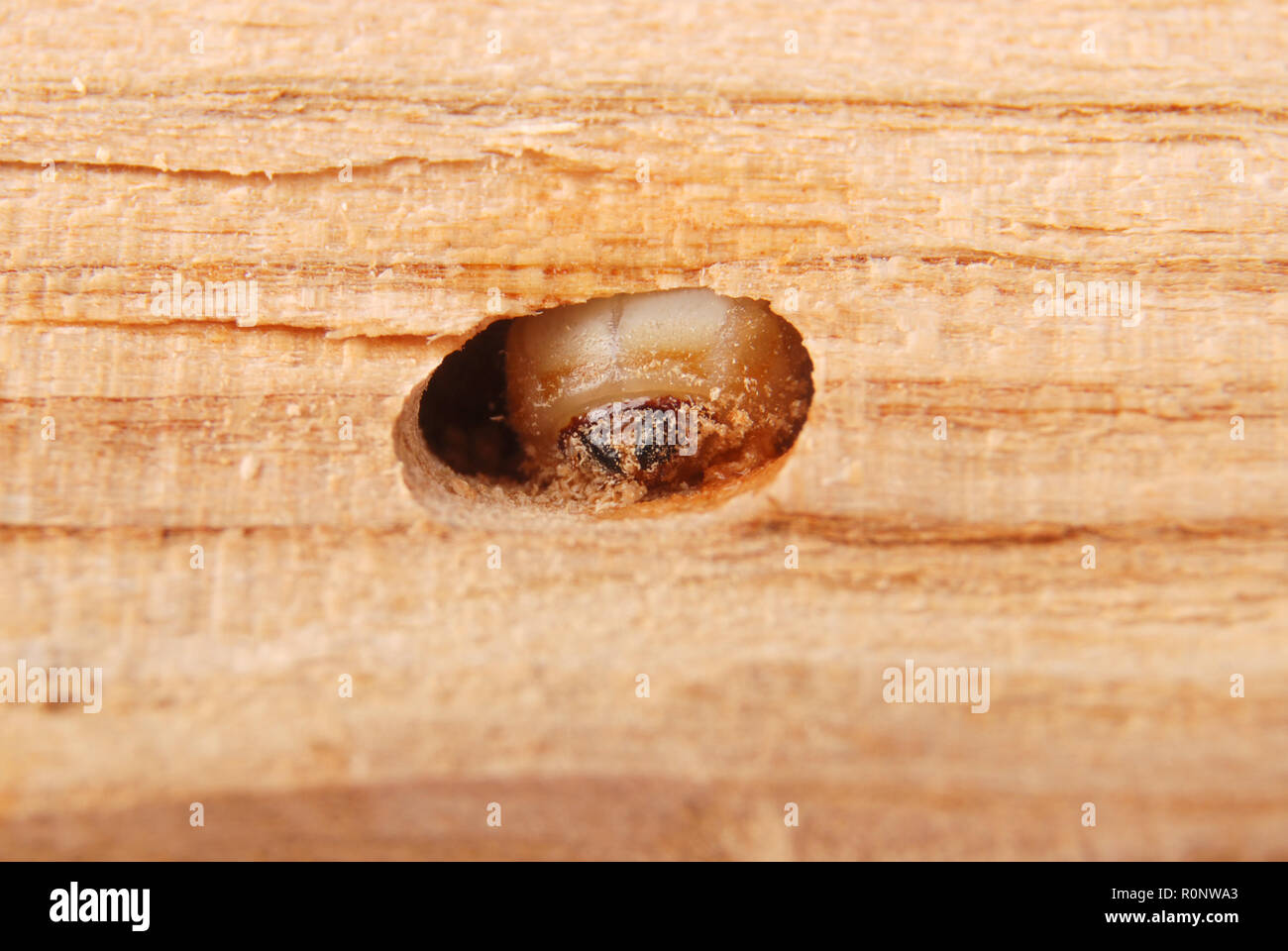 Larva bark beetle (Scolytinae). Larva of Bark beetles legless in his