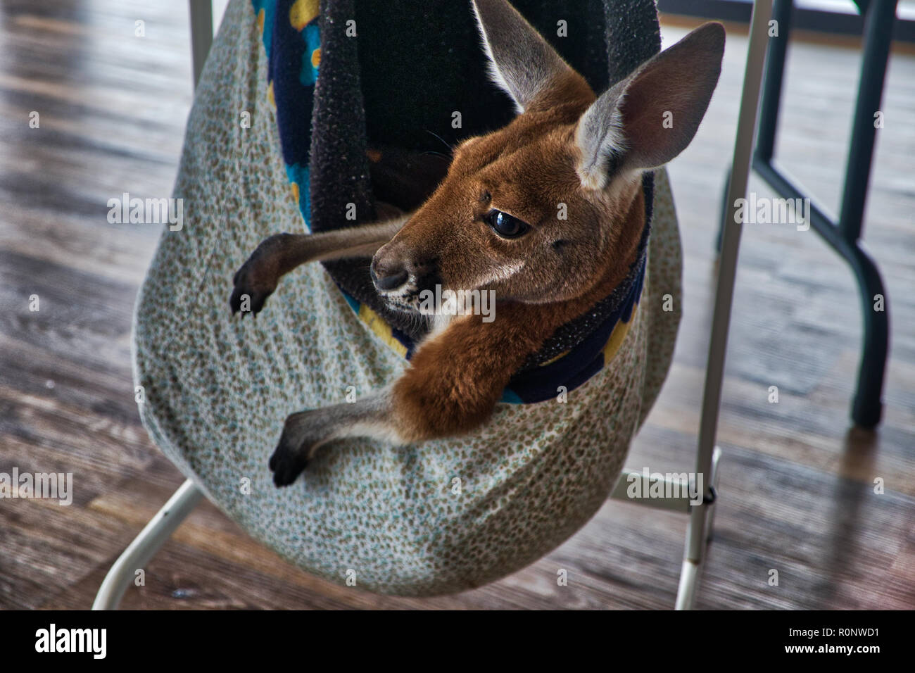 Injured Joey with expressive face - 7 of 8 Stock Photo