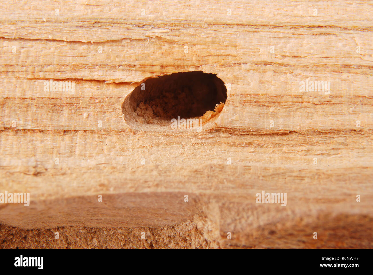 Larva bark beetle (Scolytinae). Larva of Bark beetles legless in his burrow on wood background