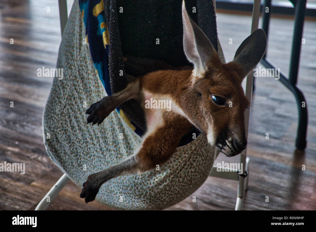Injured Joey with expressive face - 8 of 8 Stock Photo