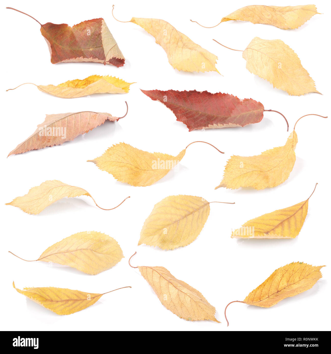 Collection group beautiful colorful autumn cherry leaves isolated on white background Stock Photo