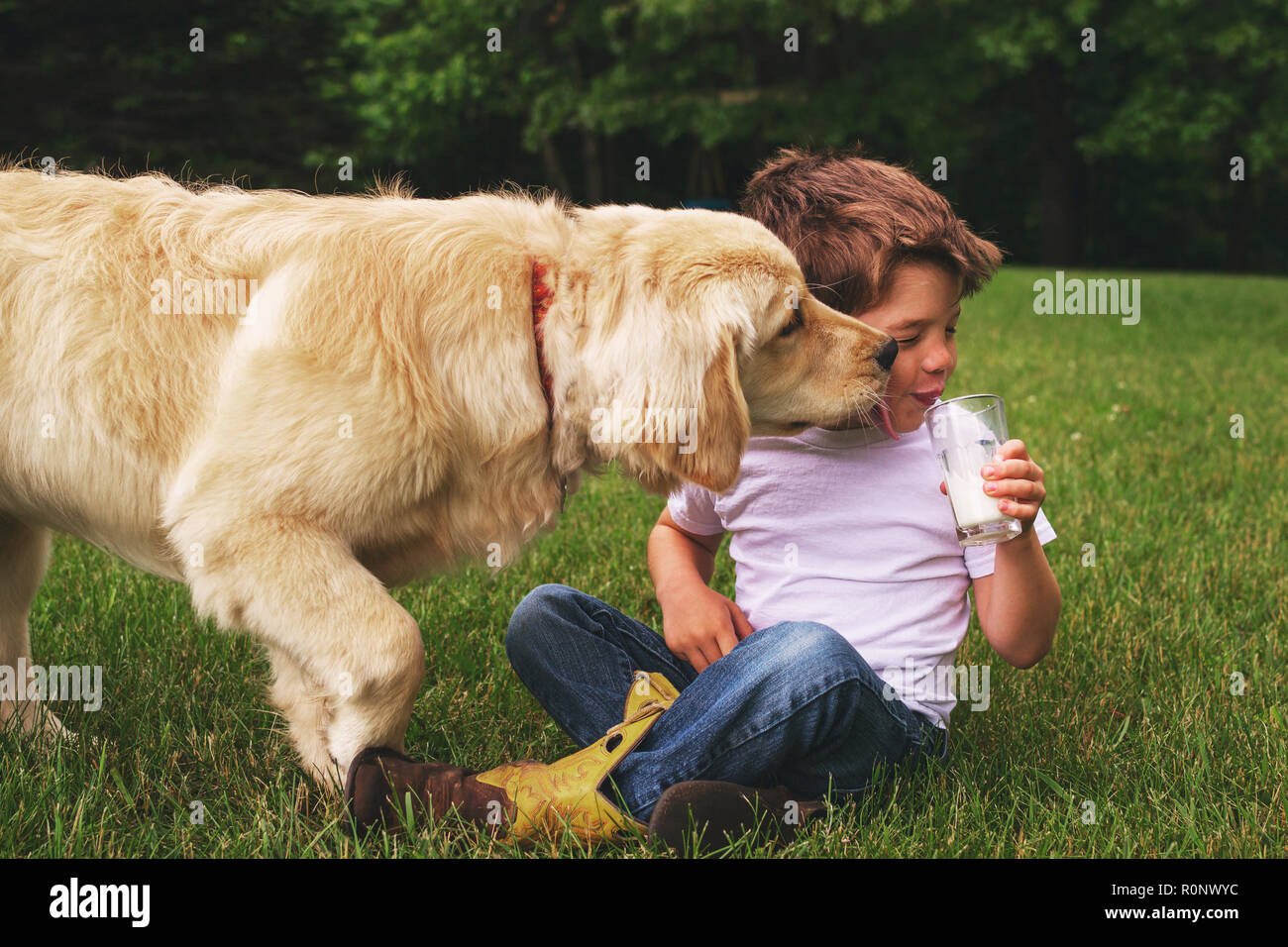 Boy drinking a glass of milk while a golden retriever dog licks his face Stock Photo