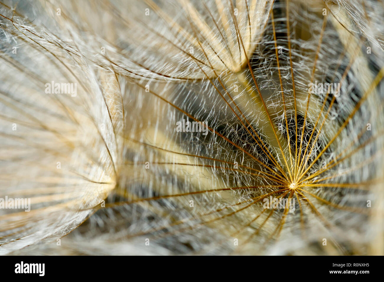 Goatsbeard or Goat's-beard (tragopogon pratensis), or Jack-go-to-bed-at-noon, a close up abstract of part of the large feathery seedhead. Stock Photo