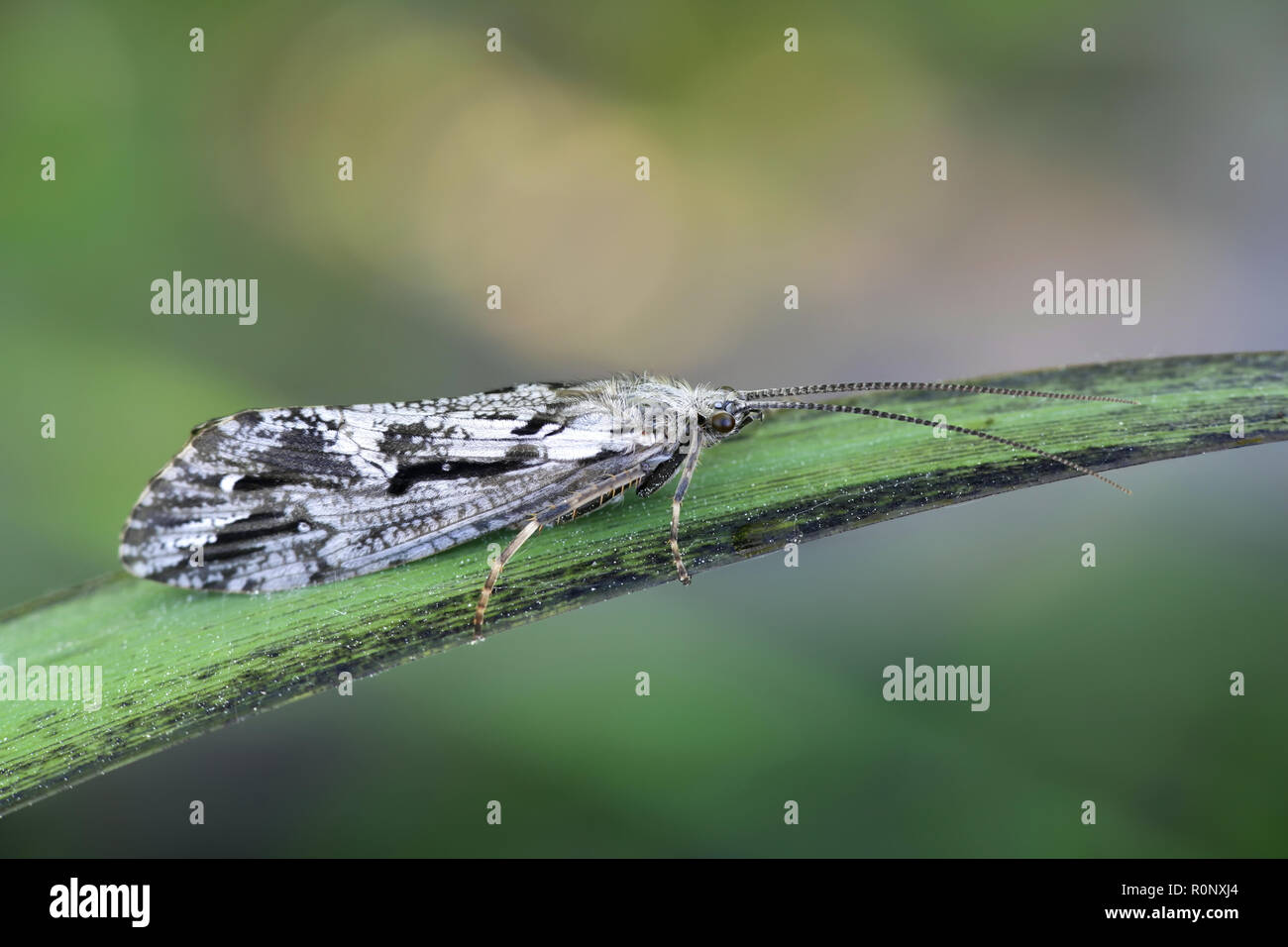 Large caddisfly hires stock photography and images Alamy