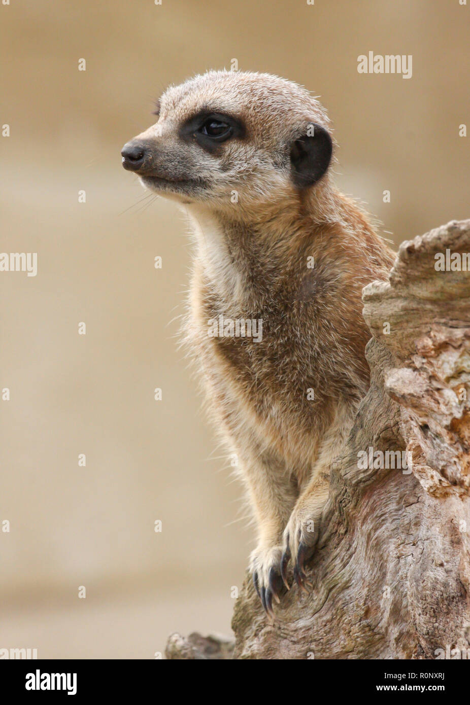 Close up of meerkat taken at a zoo in England, UK Stock Photo