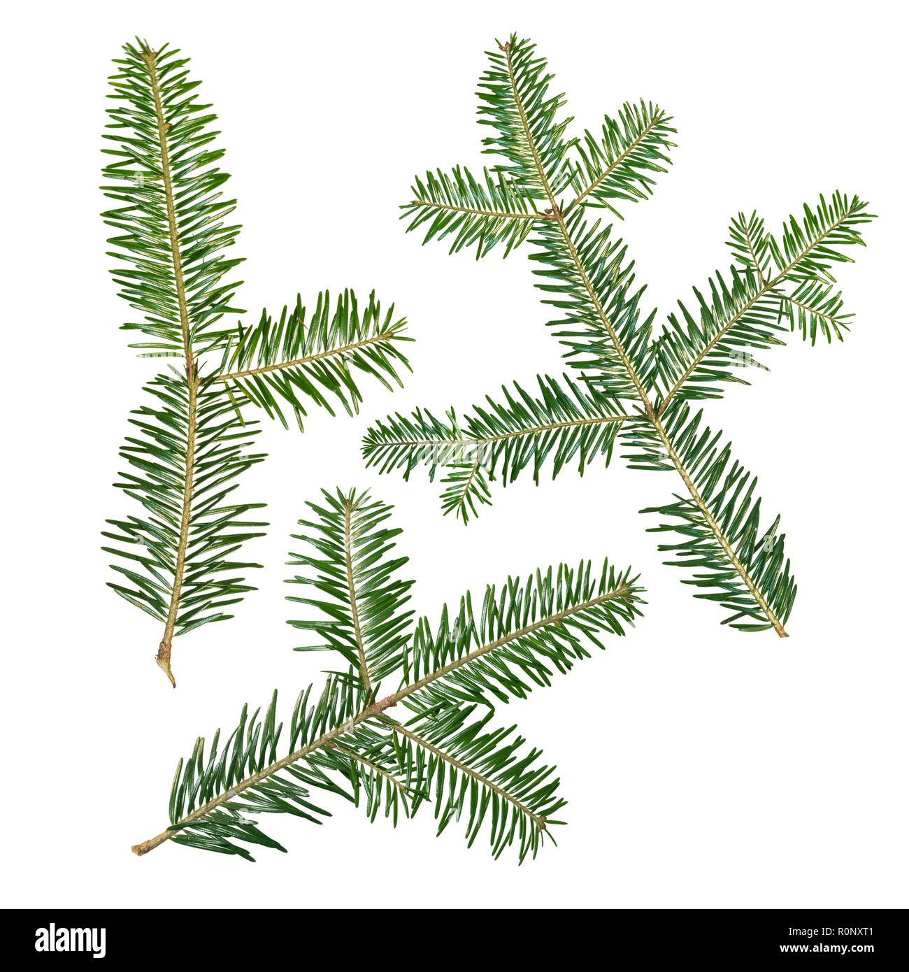 A fir tree Abies sibirica branch is isolated on a white background. Stock Photo
