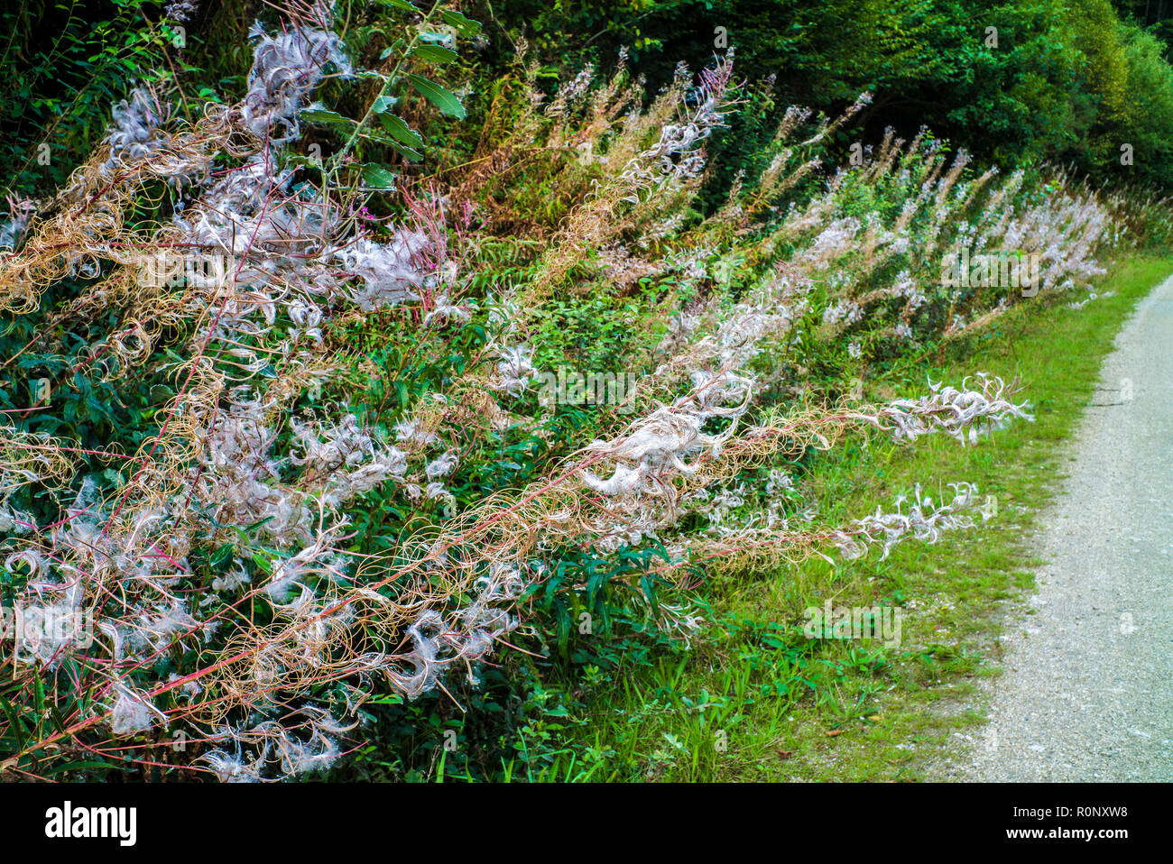 Fireweed, Rosebay willow-herb, Great willow-herb , growing wild beside country path Stock Photo