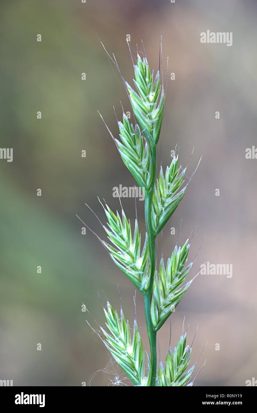 Italian rye-grass or ryegrass, Lolium multiflorum Stock Photo