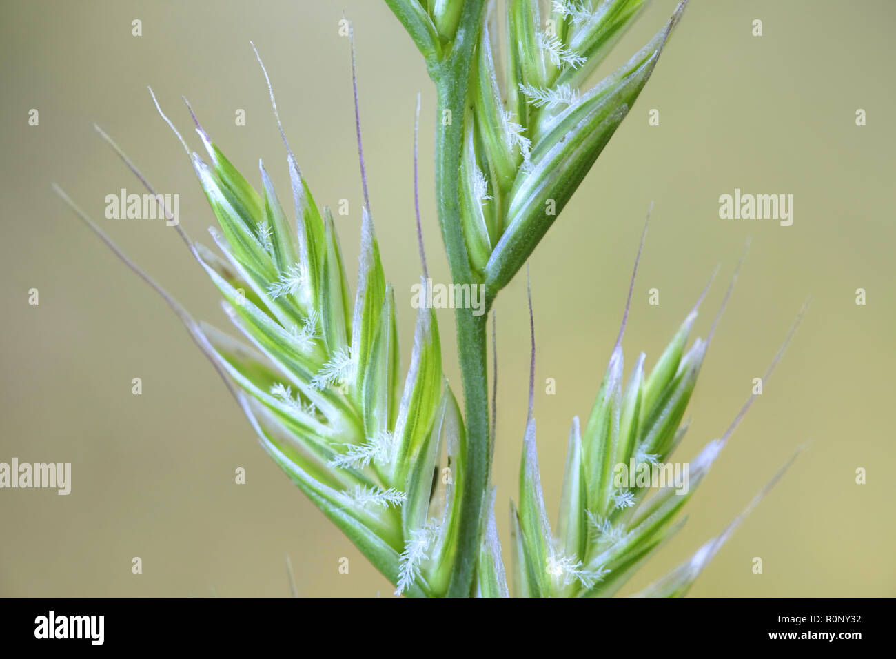 Italian rye-grass or ryegrass, Lolium multiflorum Stock Photo