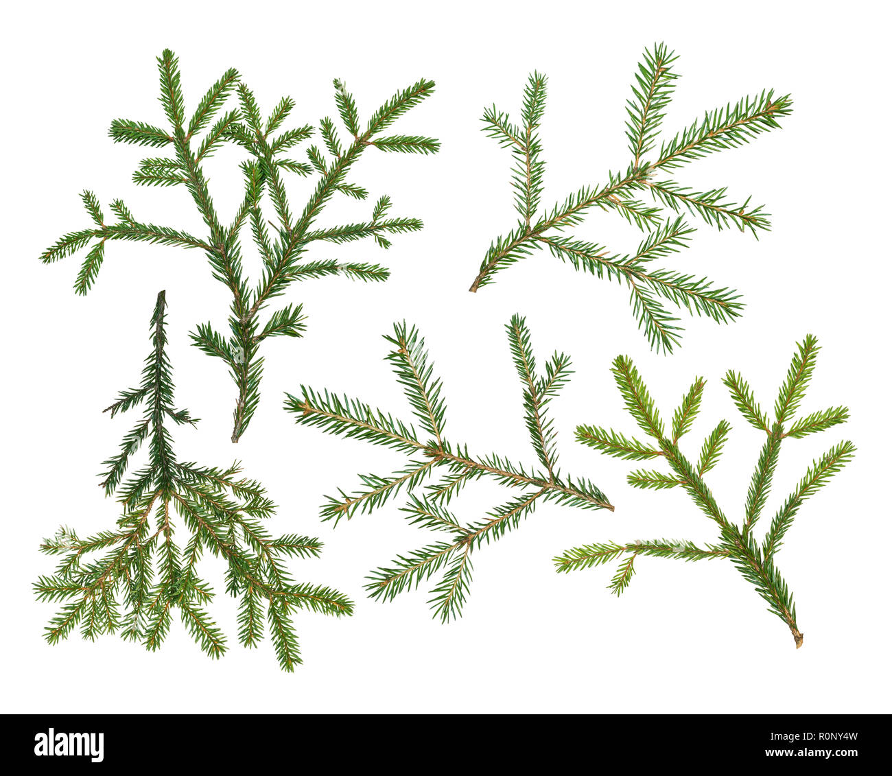 Set of fir branches isolated on white background Stock Photo - Alamy