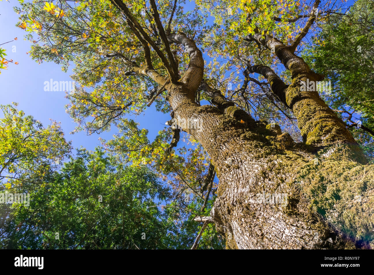 Looking up along the tree trunk of a big leaf maple tree on a sunny autumn day; foliage about to start changing color; California Stock Photo