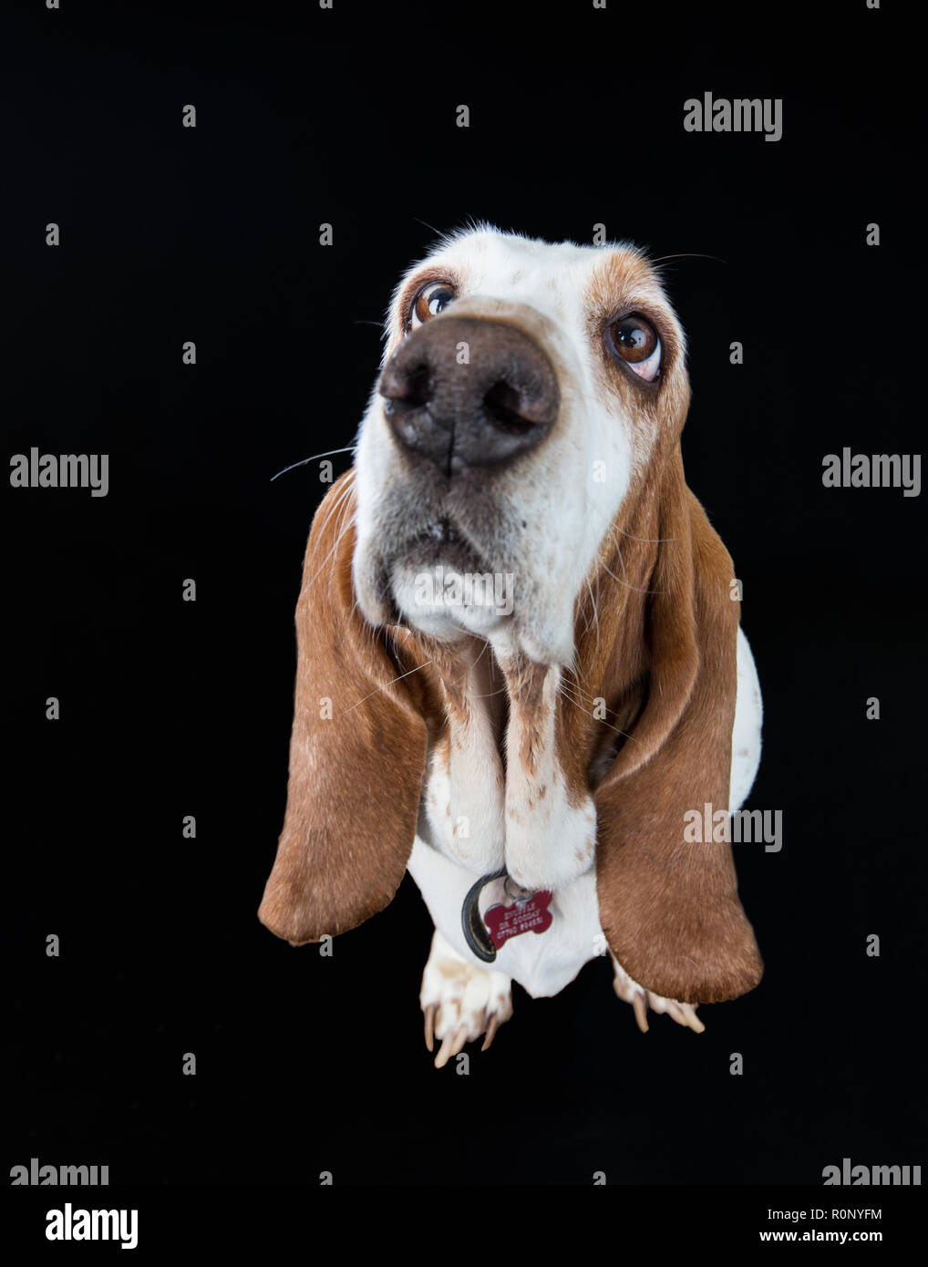 Wide-angle shot of a Basset Hound looking upwards inploringly against a dark studio background Stock Photo