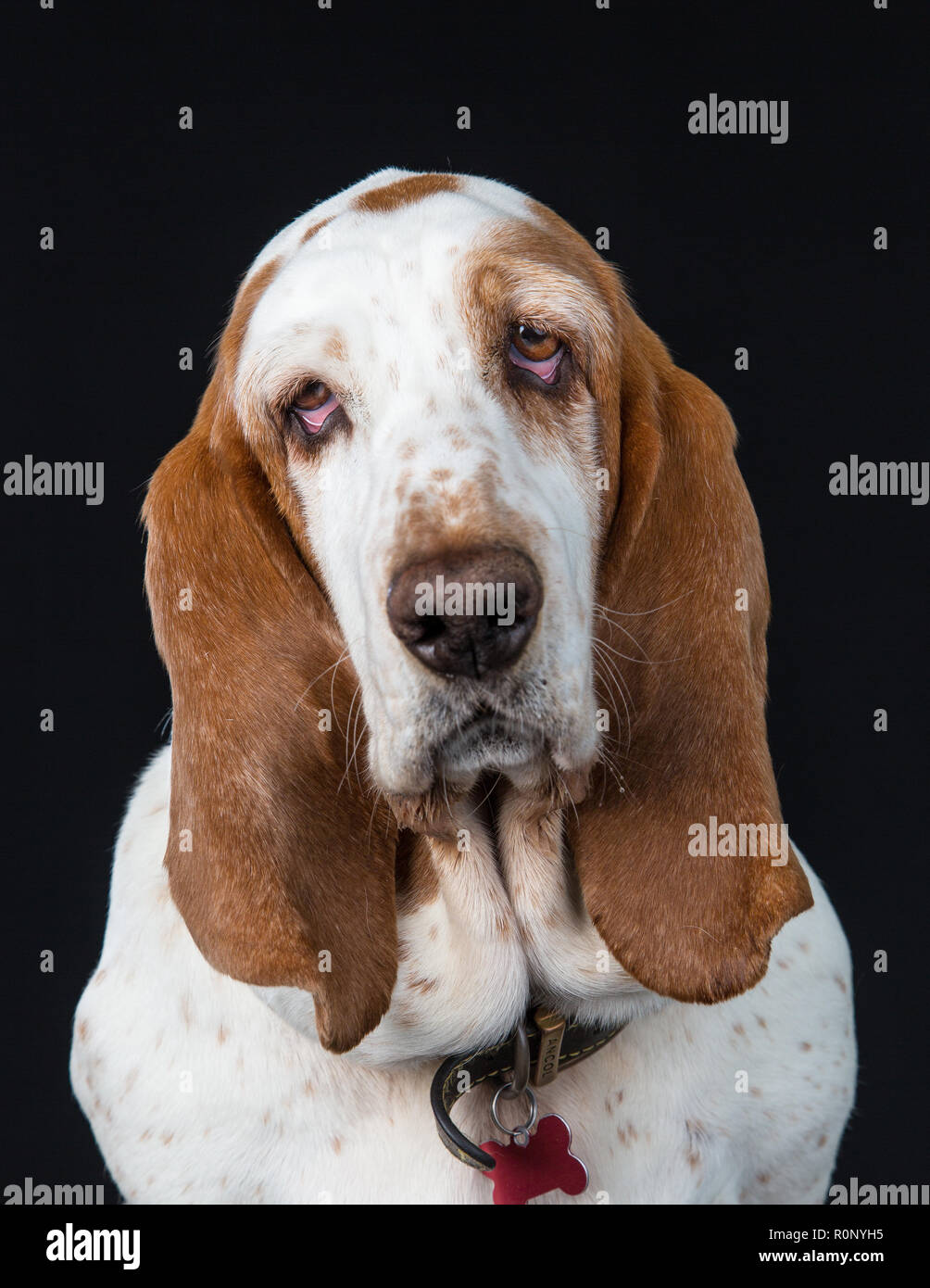 Close-up of a  Basset Hound staring into camera quizzically Stock Photo