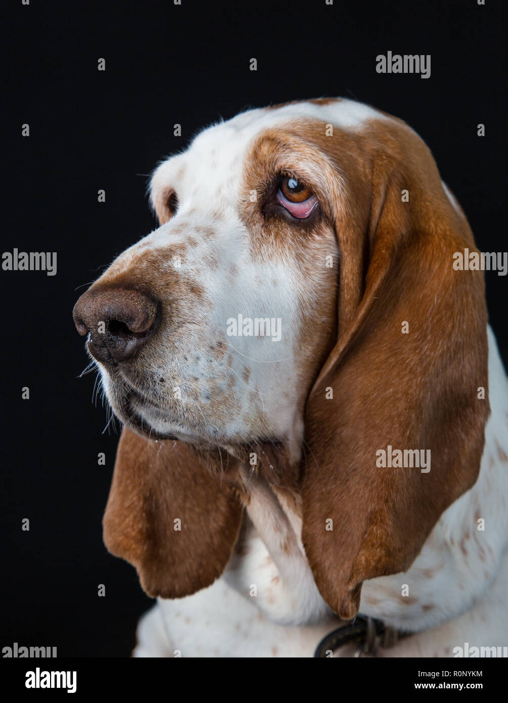 Close-up of a  Basset Hound staring into distance Stock Photo