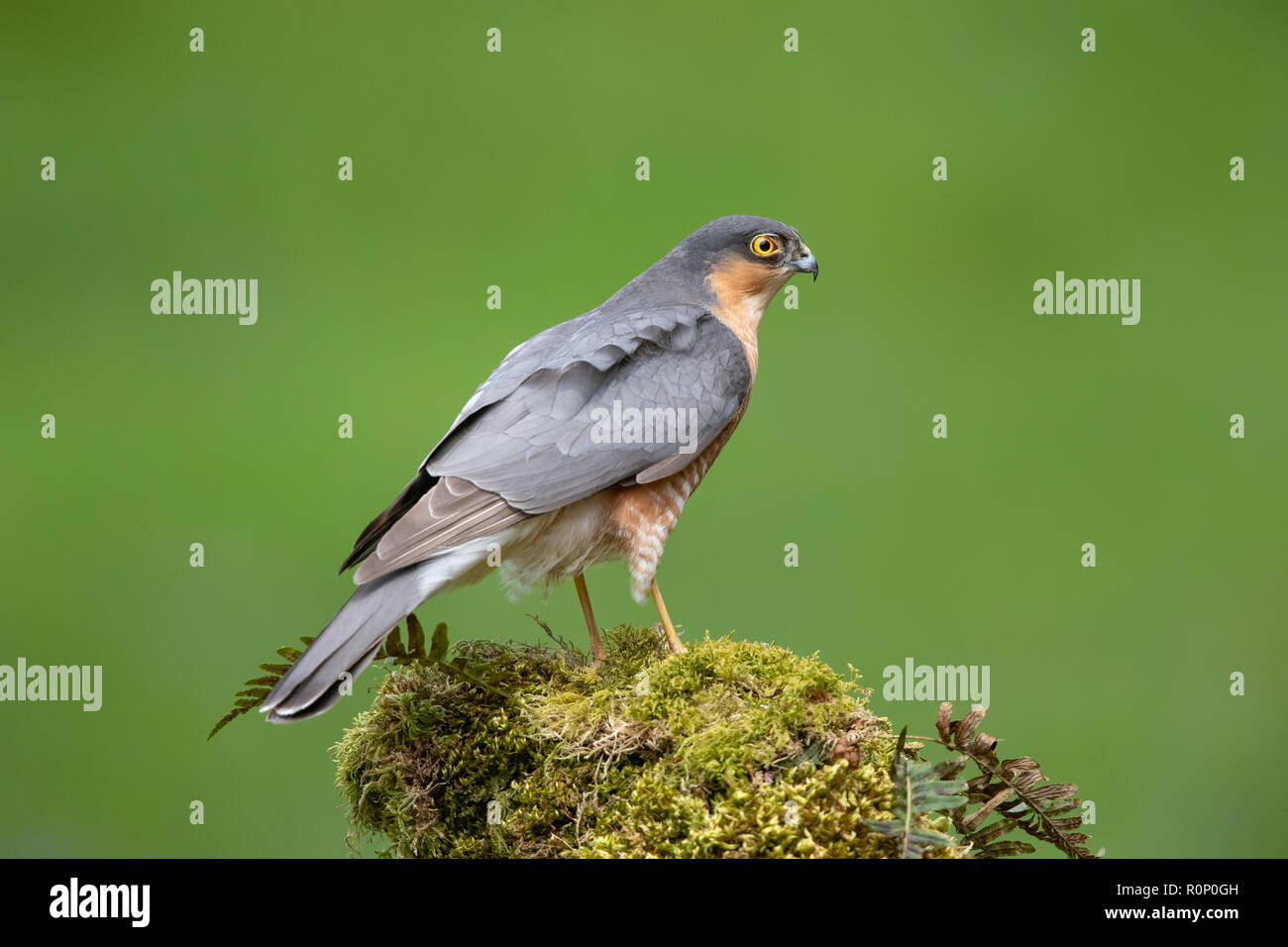 Adult male Sparrowhawk (Accipitor nisus) on a mossy tree stump, Scotland Stock Photo