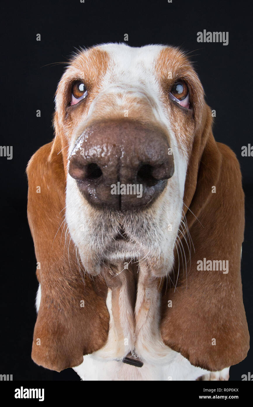 Wide-angle close-up of a sad-looking  Basset Hound staring into camera Stock Photo