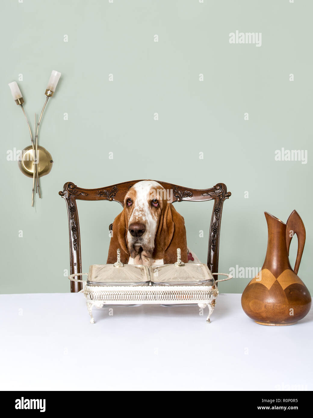 Basset Hound sitting at a table in a restaurant Stock Photo