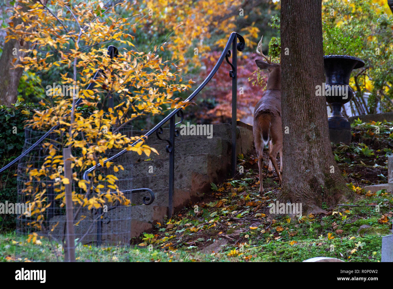 Rock creek park washington dc hi-res stock photography and images - Alamy