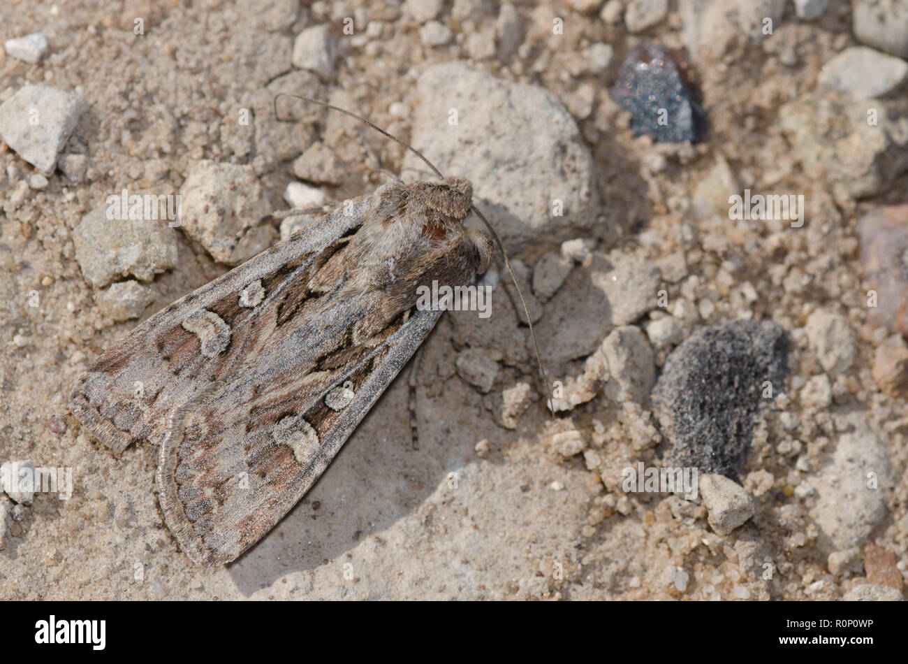 Army Cutworm Moth, Euxoa auxiliaris Stock Photo