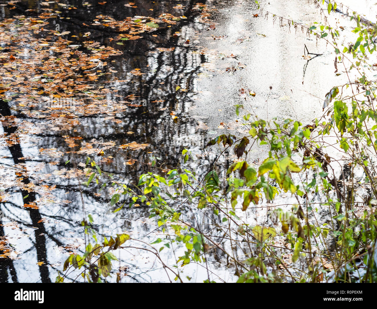 frozen pond with fallen leaves in urban park in cold autumn day Stock ...