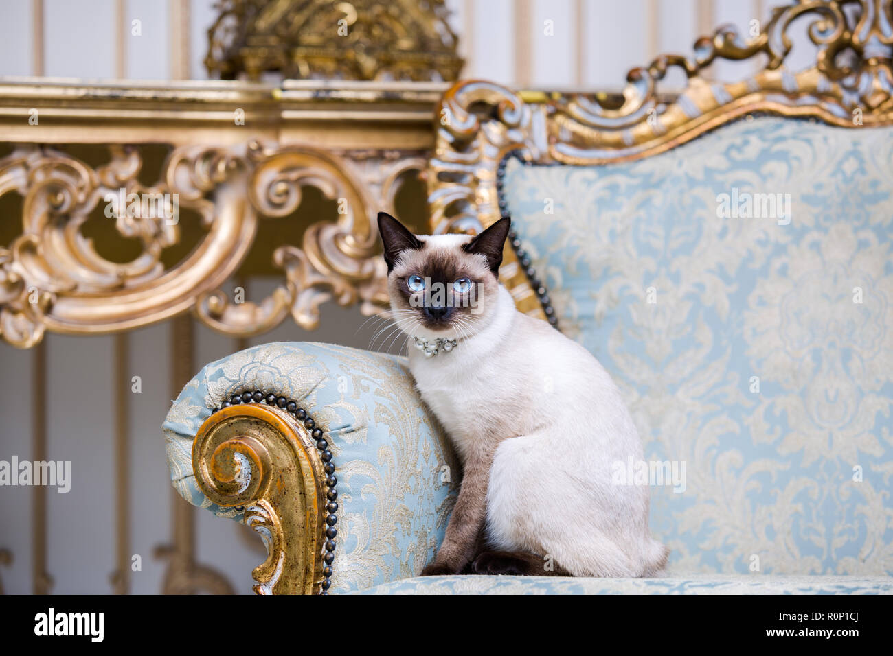 a two-color cat without tail of Mekong Bobtail breed with a jewel a ...
