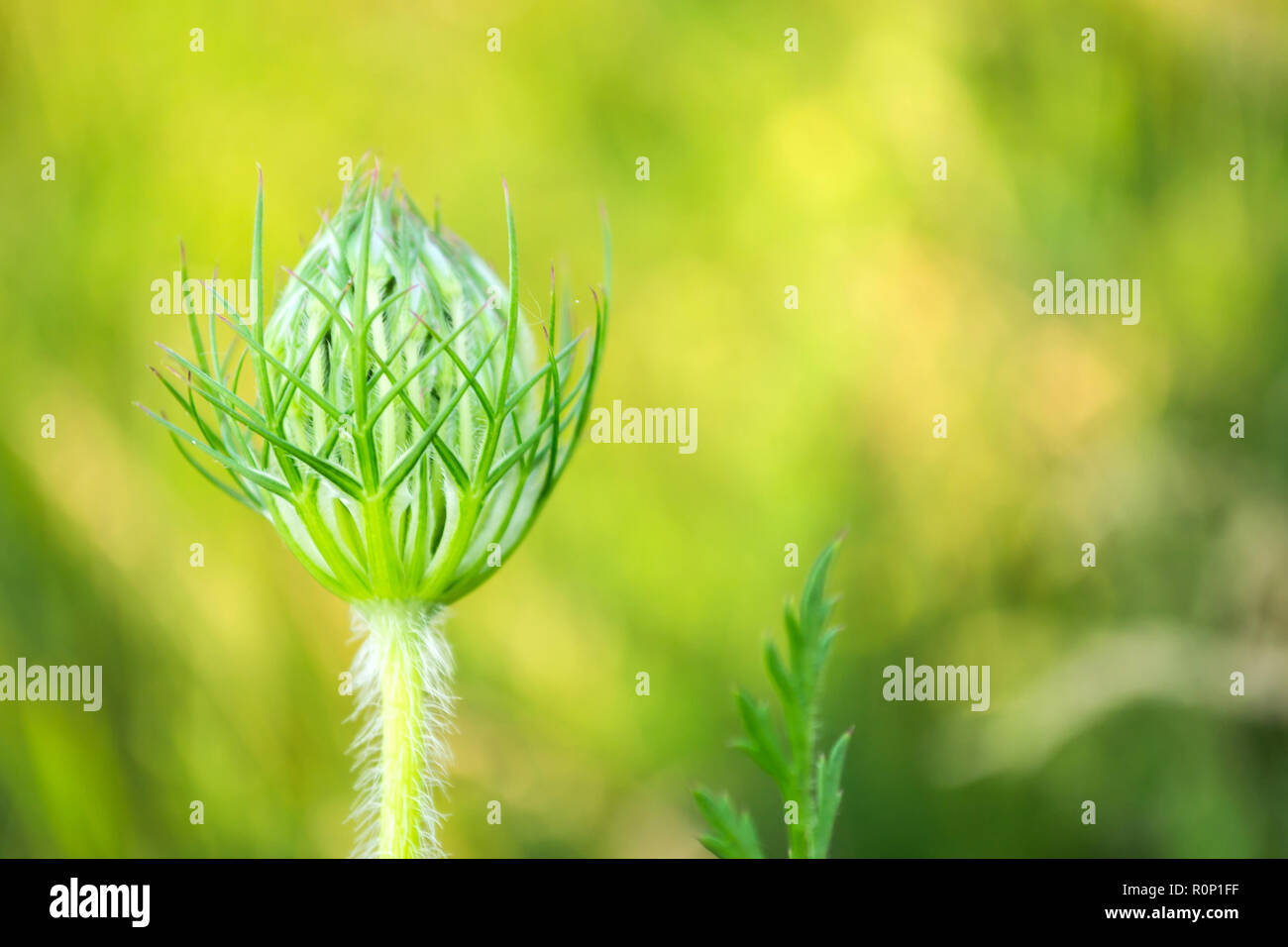 Spring flower bud hi-res stock photography and images - Alamy