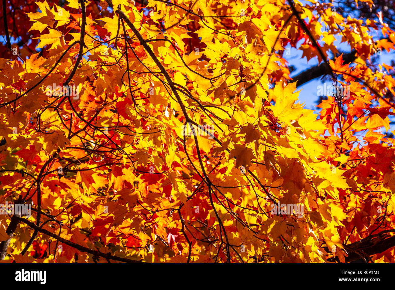 Striking Autumn foliage in transition and at their peak in the Adams Morgan and Dupont Circle neighborhoods of Washington, DC in early November. Stock Photo