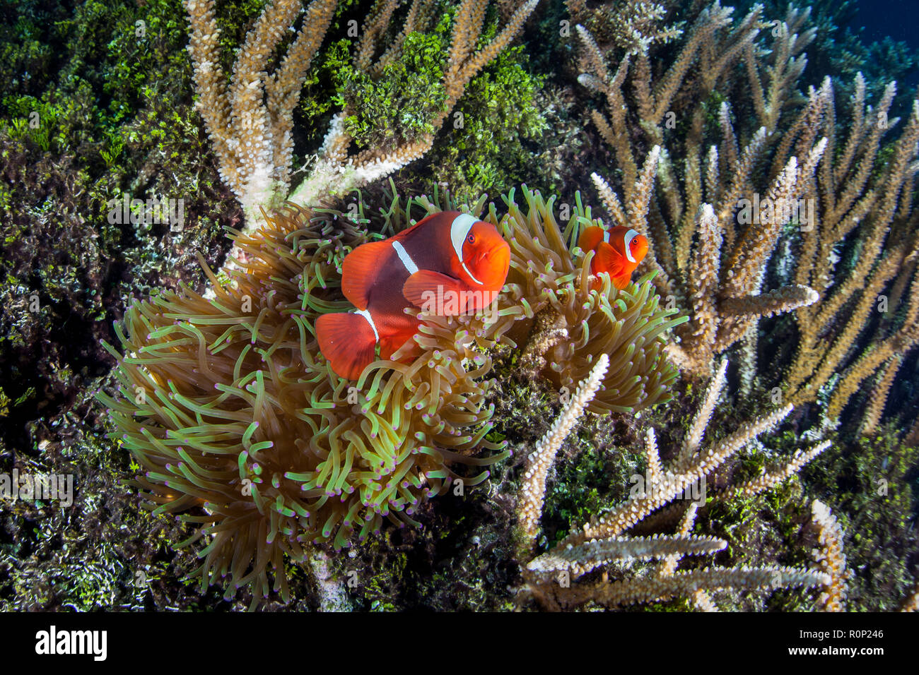 A Spinecheek anemonefish swims in its host anemone in Raja Ampat, Indonesia. This remote, tropical region is known as the heart of the Coral Triangle. Stock Photo