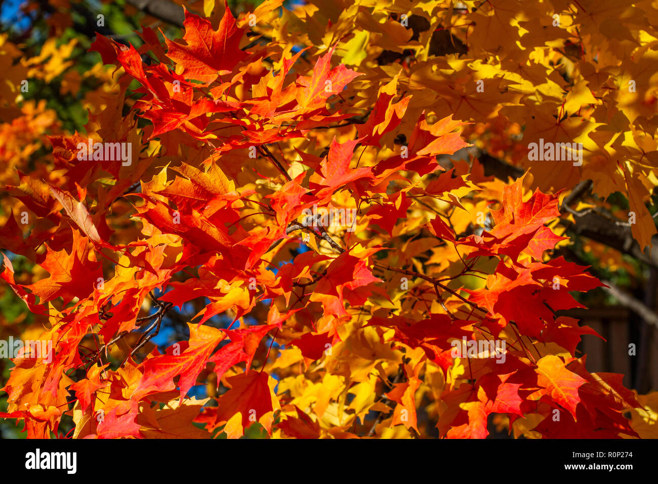 Striking Autumn foliage in transition and at their peak in the Adams