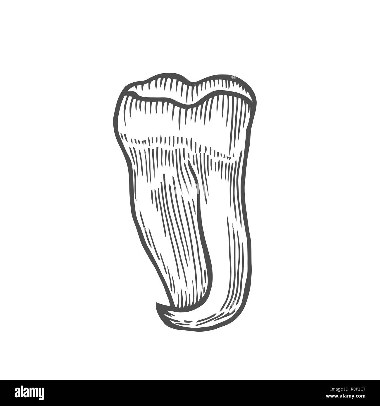 Vector engraving illustration of highly detailed hand drawn human tooth isolated on white background Stock Vector