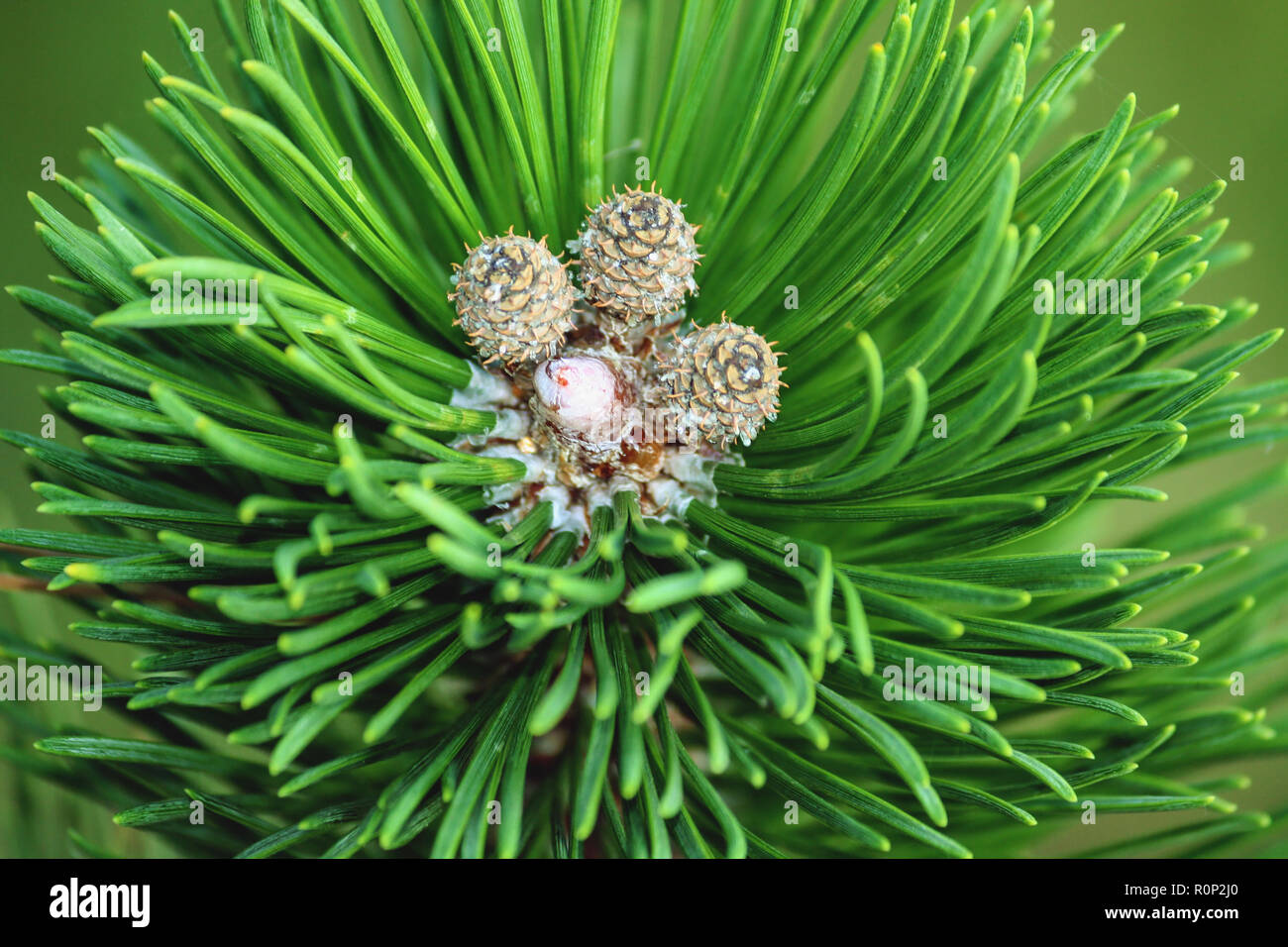 a fluffy spruce branch is a top view, three small growing cones are visible on the tip and another one is preparing to grow, there are a lot of white Stock Photo