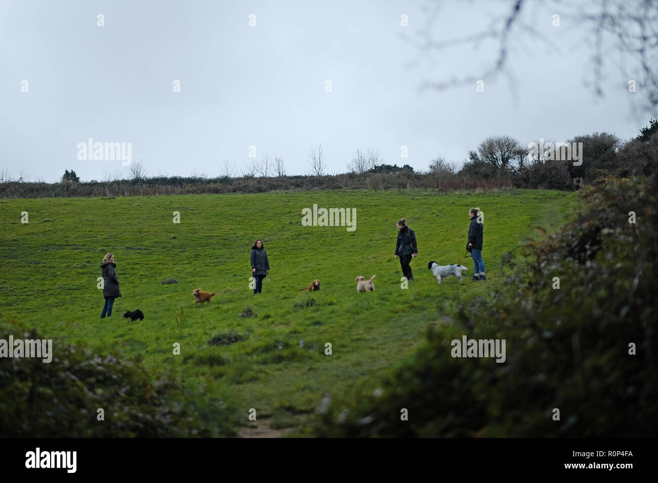 Dog walking in a field in Cornwall Stock Photo