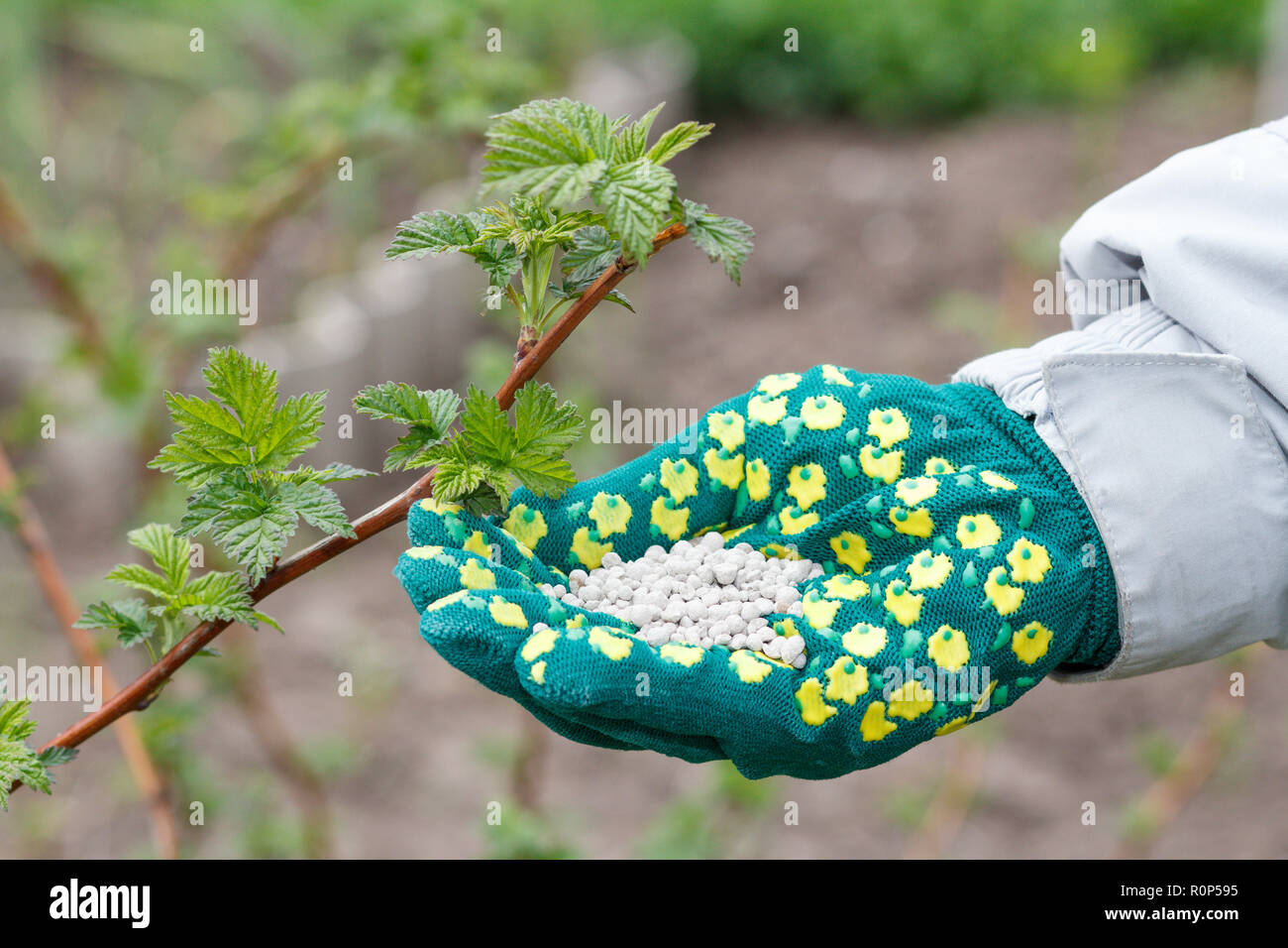 Farmer hand dressed in a glove holding chemical fertilizer next to the raspberry bushes in the garden. Spring garden care. Stock Photo