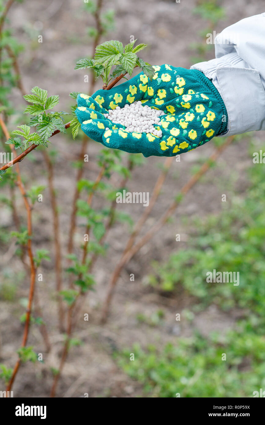 Farmer hand dressed in a glove holding chemical fertilizer next to the raspberry bushes in the garden. Spring garden care. Stock Photo