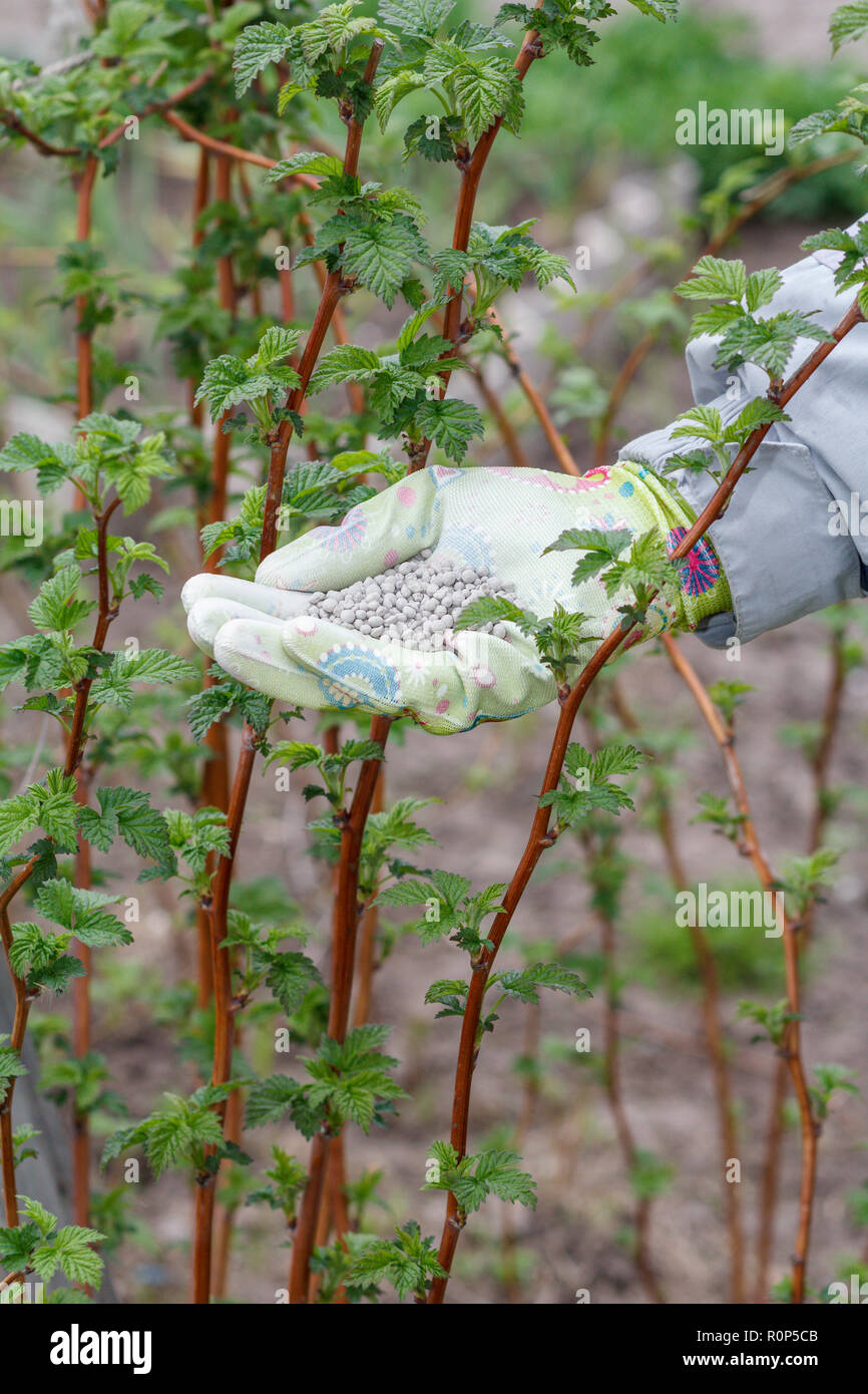 Farmer hand dressed in a glove holding chemical fertilizer next to the raspberry bushes in the garden. Spring garden care. Stock Photo