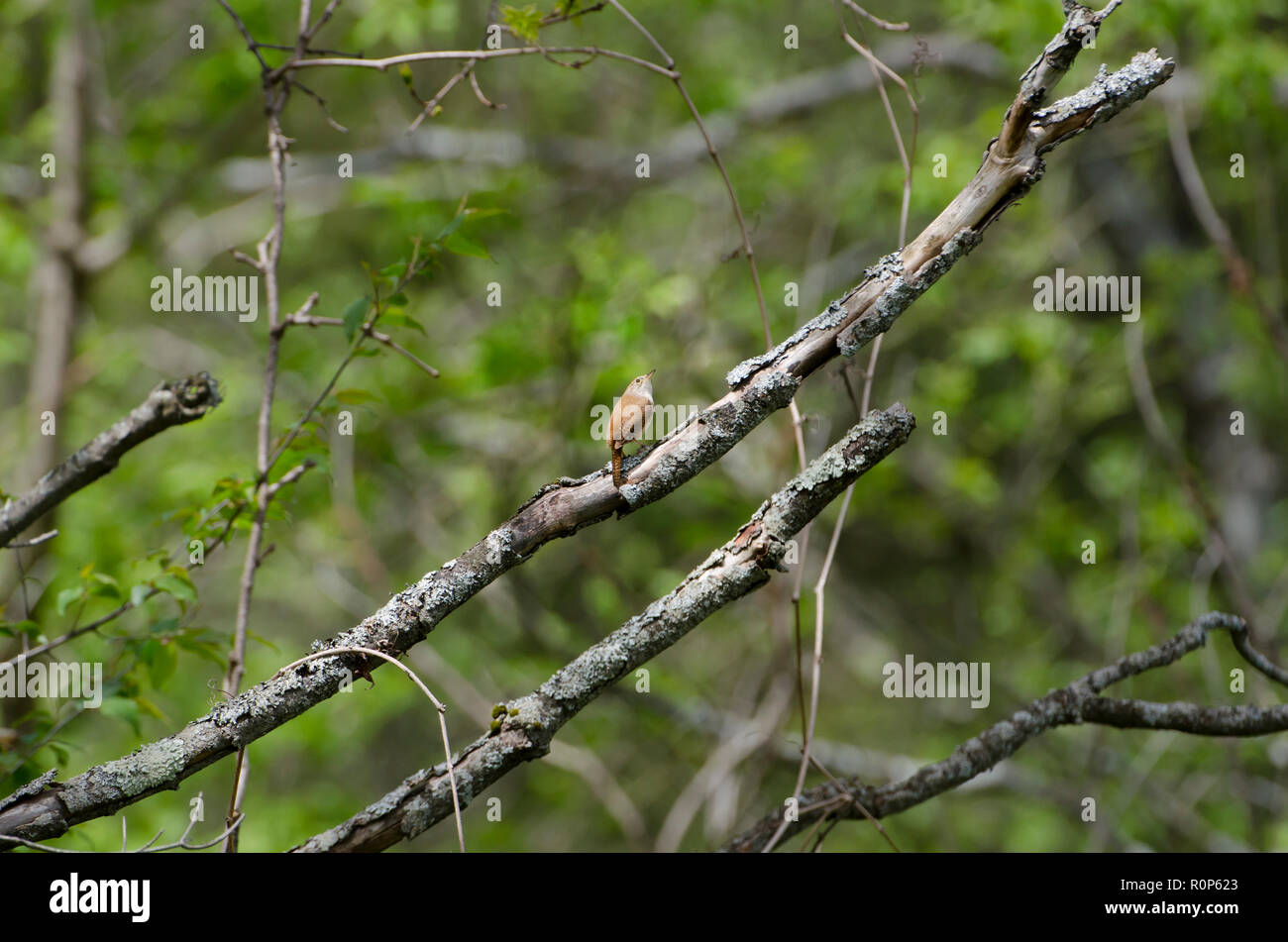 A wren bird sitting on a branch looking up Stock Photo