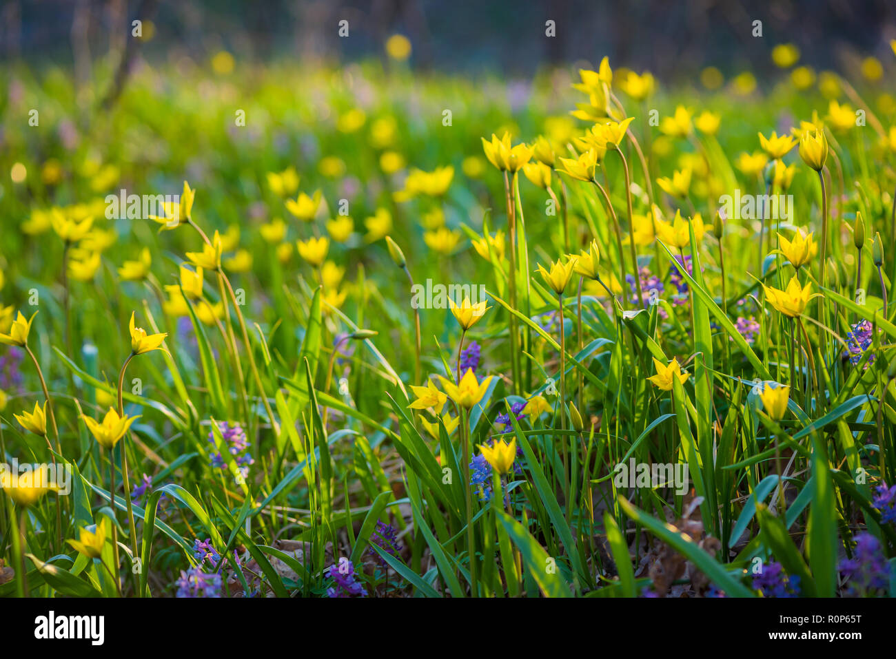Yellow and purple spring flowers on the meadow. Tulipa Biebersteiniana and Corydalis. Soft focus. Stock Photo