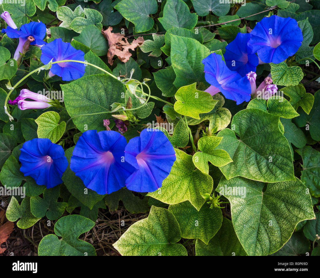 Blue morning glory (ipomoea) flowers Stock Photo